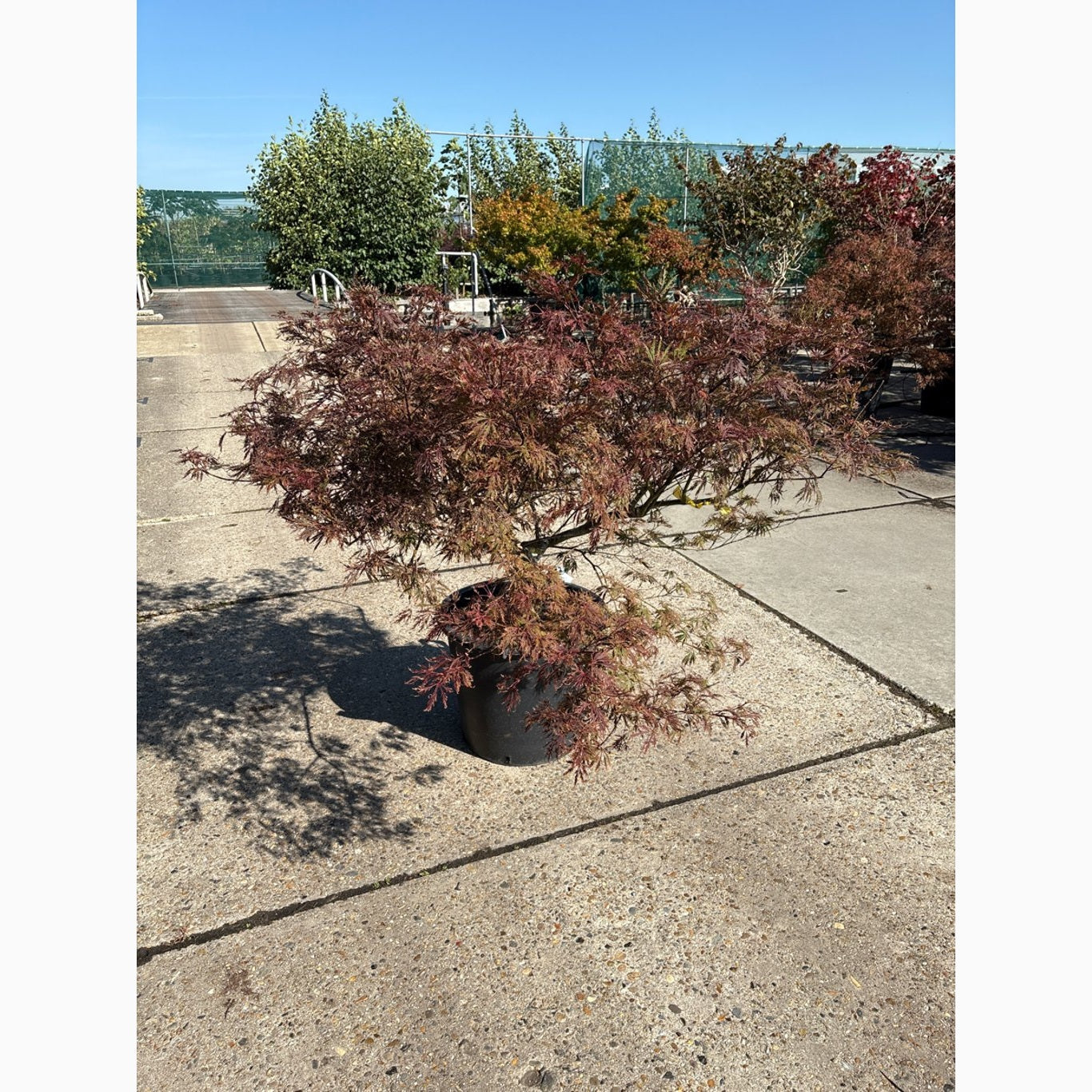 Japansk lönn – Acer pal. 'Garnet' - C70 125-150 CM